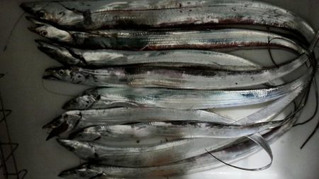 太刀魚大当たり