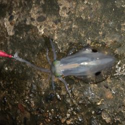 久しぶりだけど、