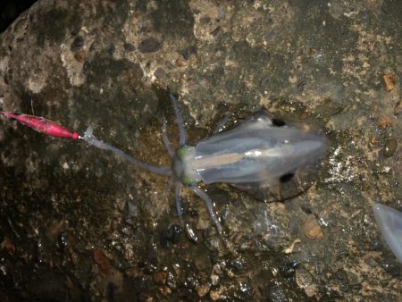 久しぶりだけど、