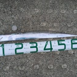 台風前のゲキシブ攻略