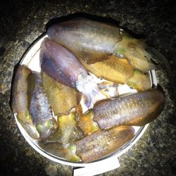 アオリイカ ヤエンで10杯