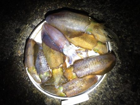 アオリイカ ヤエンで10杯