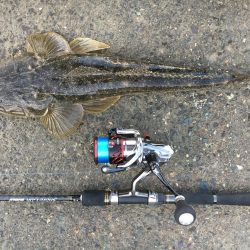 河川のマゴチ激アツ!