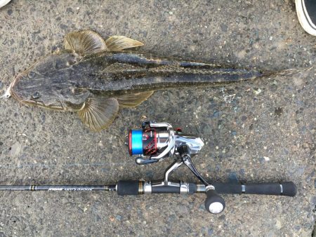 河川のマゴチ激アツ!