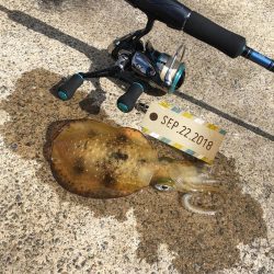 朝まずめエギング