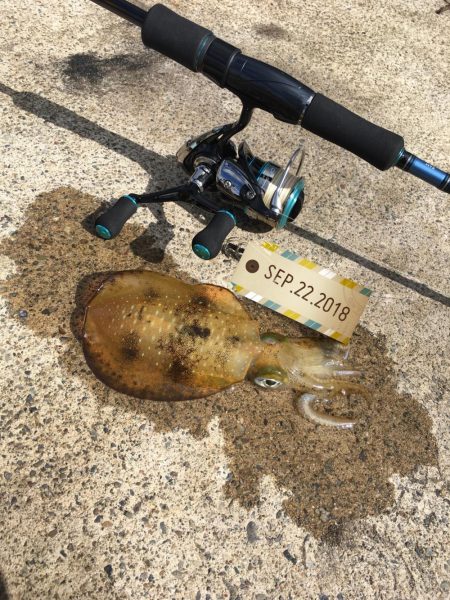 朝まずめエギング