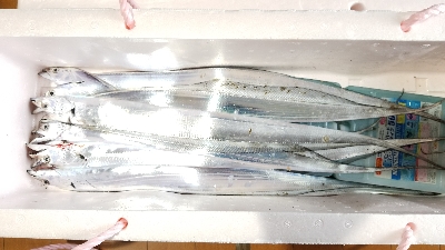 雨の太刀魚釣り