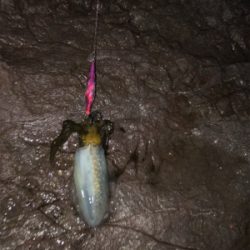 アオリイカ、今年も無事開幕！