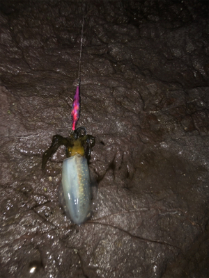 アオリイカ、今年も無事開幕！