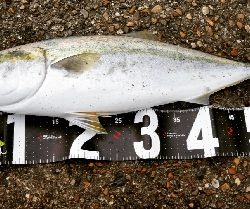 ハマチ、メジロ？