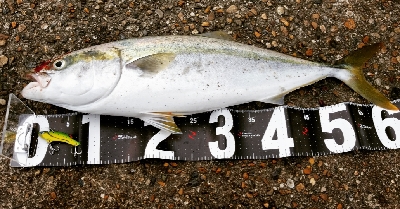 ハマチ、メジロ？