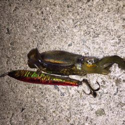 タチウオが釣りた〜い！