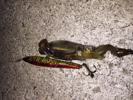 タチウオが釣りた〜い！