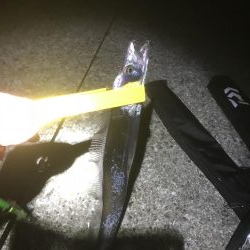 3週連続タチウオ遠征