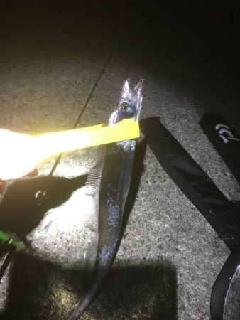 3週連続タチウオ遠征