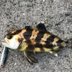 うっひょーい！！