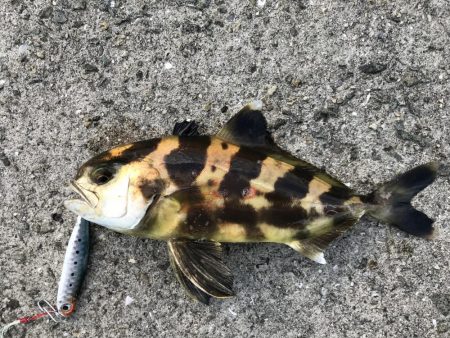 うっひょーい！！