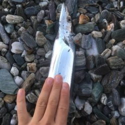 大神子で太刀魚