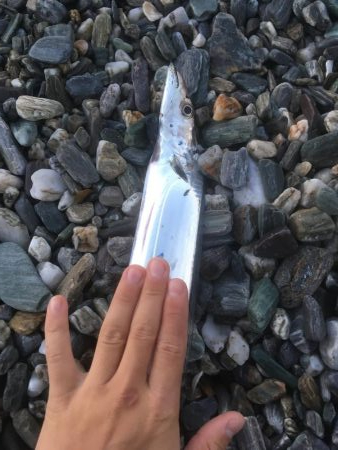 大神子で太刀魚