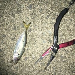 サバ、アジング