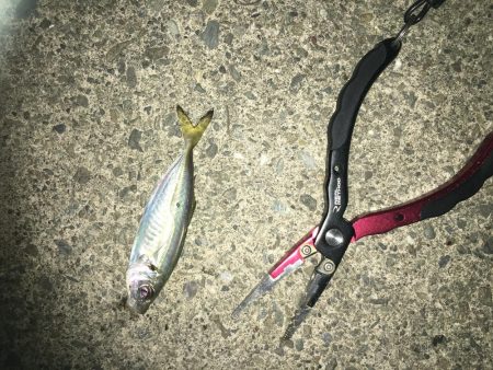 サバ、アジング