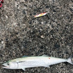 ライトショアジギングで初青物！