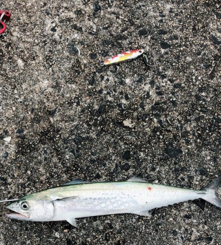 ライトショアジギングで初青物！