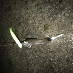 小島漁港タチウオ調査。魚影は濃いものの苦戦(＞＜)