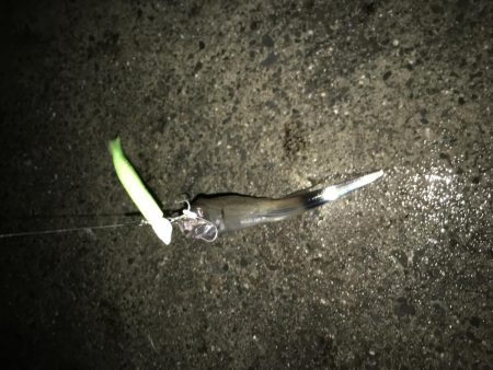 小島漁港タチウオ調査。魚影は濃いものの苦戦(＞＜)