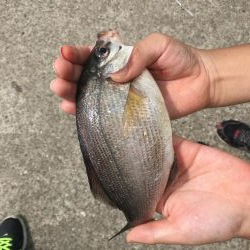 新舞子マリンパーク復活