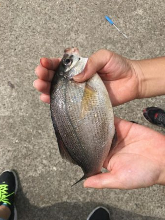 新舞子マリンパーク復活