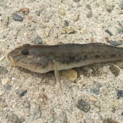 これからですねー！