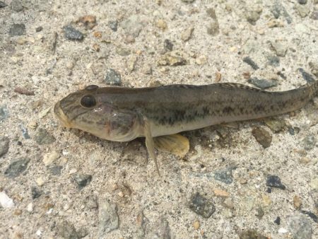 これからですねー！