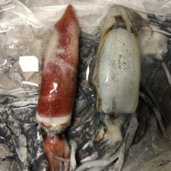 ケンサキイカいない