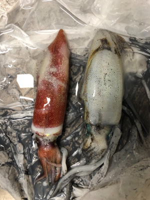 ケンサキイカいない