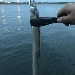 タチウオ調査(o^^o)