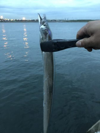 タチウオ調査(o^^o)