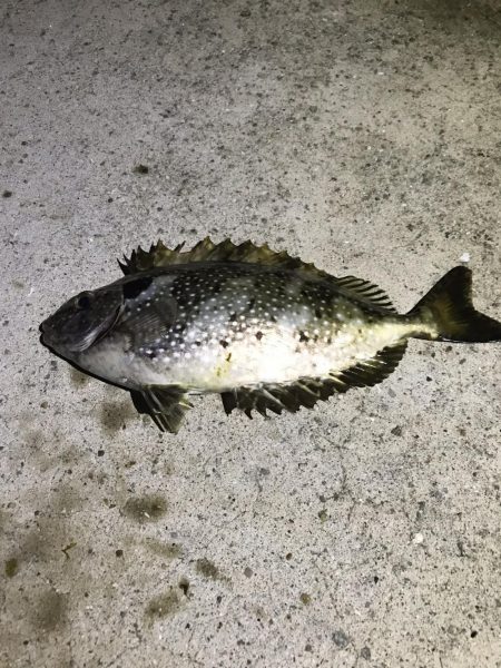 雨の中釣り三昧。