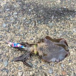 今年初秋エギング