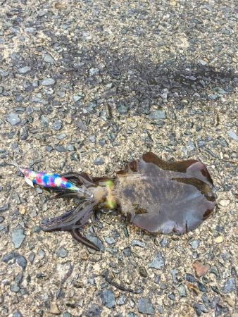 今年初秋エギング