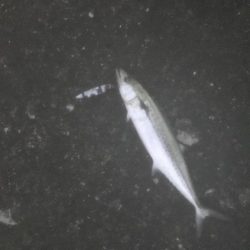 タチウオ入れ食い！