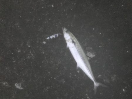 タチウオ入れ食い！