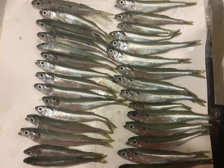 トウゴロウ祭り、青物も