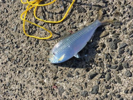 脳天フッキング