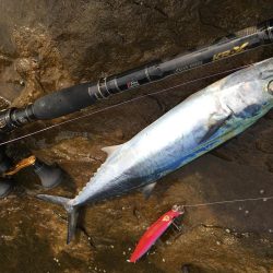 ネリゴがいない..