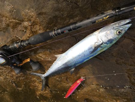 ネリゴがいない..