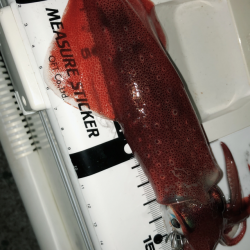 今年はあきませんね^^;