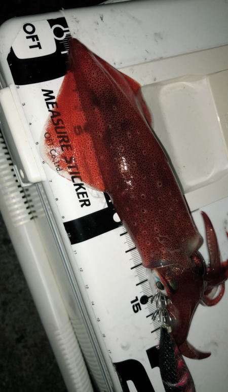 今年はあきませんね^^;