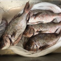 釣り堀かいえい