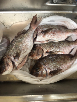 釣り堀かいえい